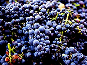 Laurel Bank Vineyard Logo and Images