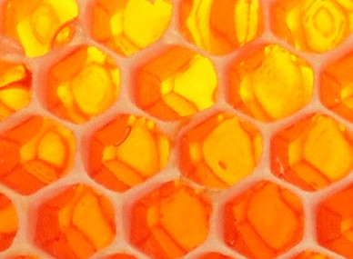 The Honey Pot Logo and Images