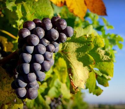 Panorama Vineyard Logo and Images