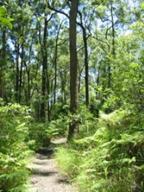 Mapleton Falls National Park Logo and Images