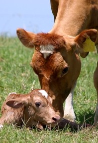 Maleny Dairies Logo and Images