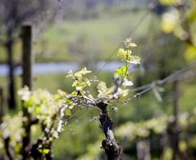 Elan Vineyard and Winery Logo and Images