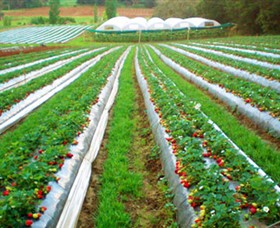 Kookaberry Strawberry Farm Logo and Images