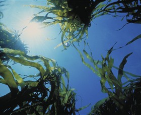 Marengo Reefs Marine Sanctuary Logo and Images