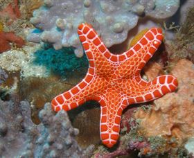 Coral Gardens Dive Site Mooloolaba Logo and Images