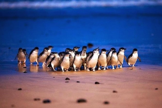 Half Day Phillip Island Penguin Parade PLUS Tour Logo and Images