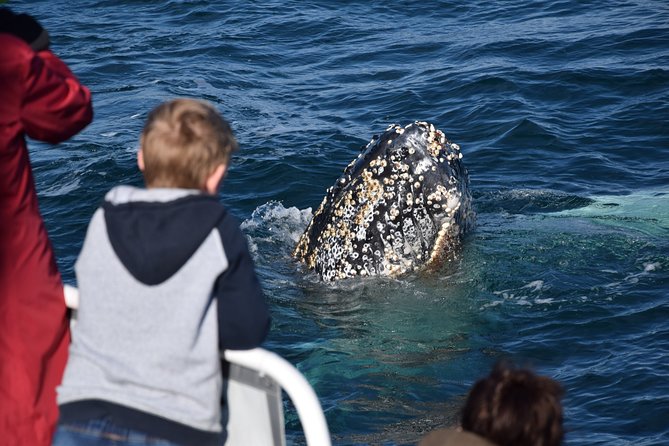 Phillip Island Whale Watching Tour Logo and Images