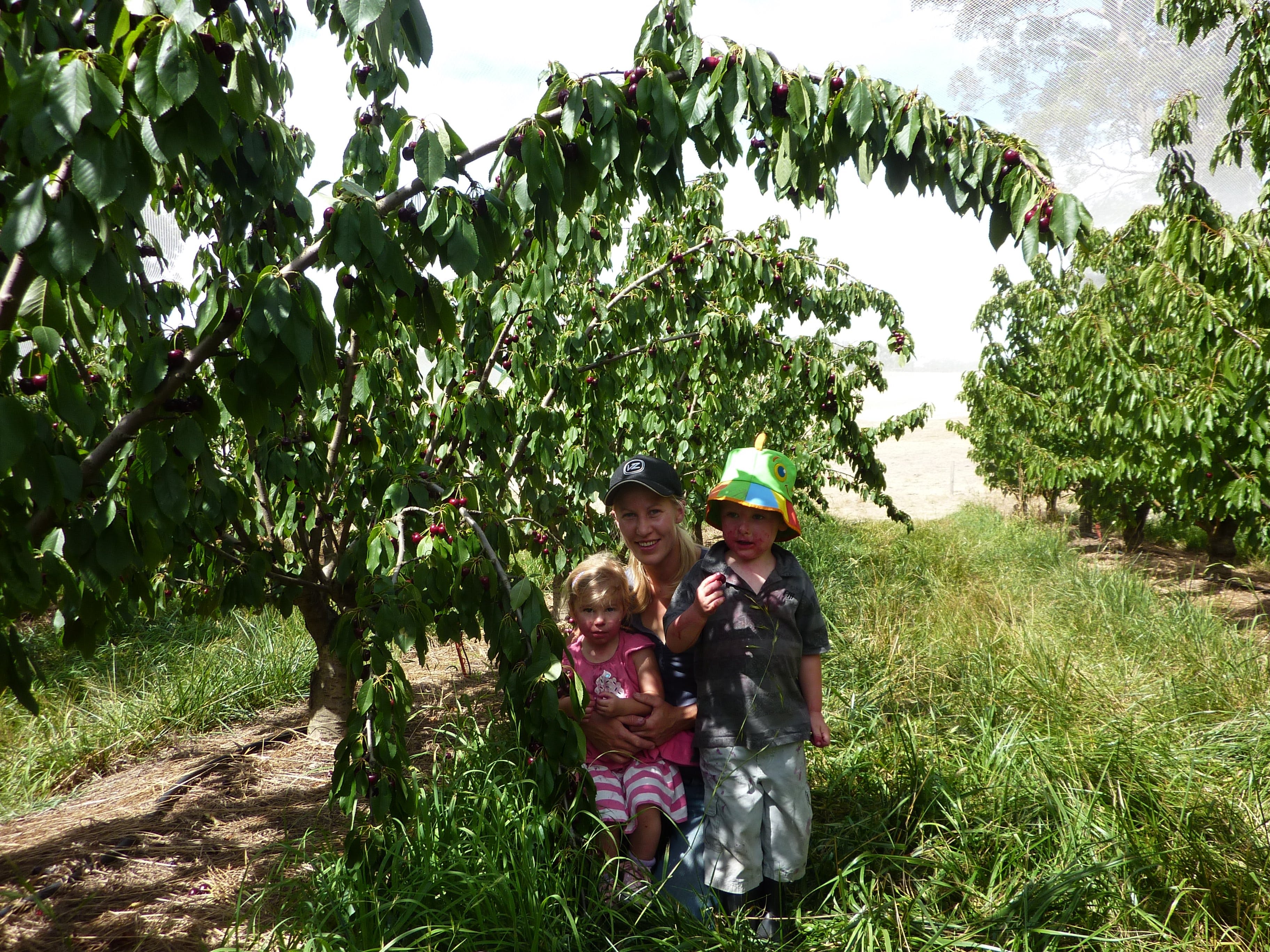 Harben Vale Pick Your Own Cherries Logo and Images