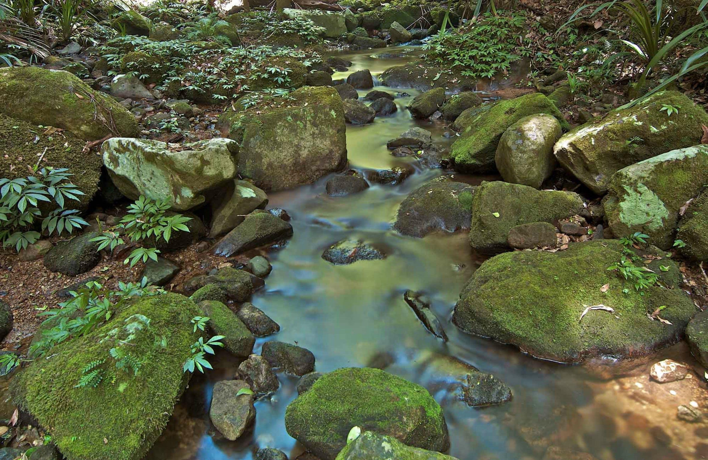 Whian Whian State Conservation Area Logo and Images