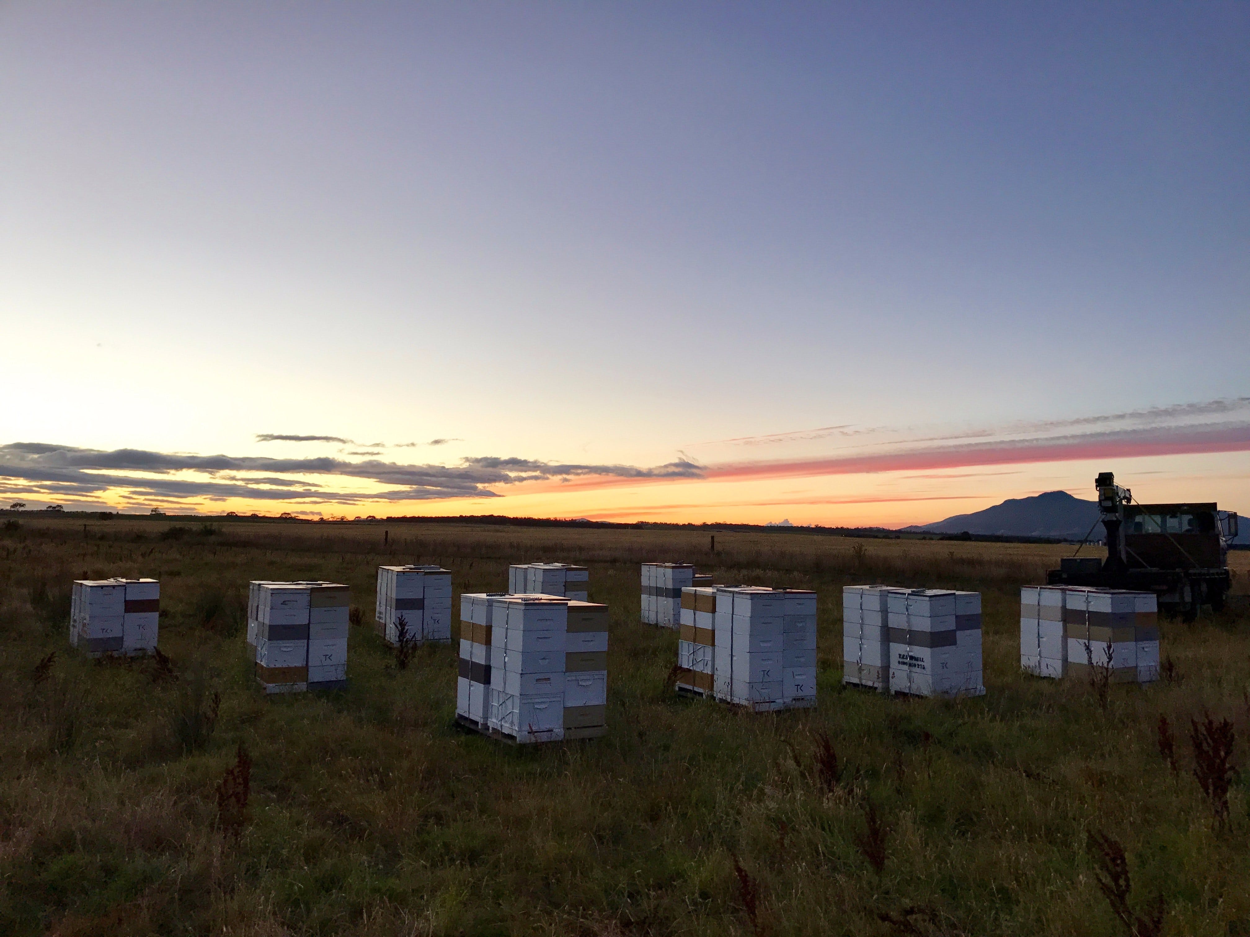 Honey Tasmania - The Beehive Logo and Images