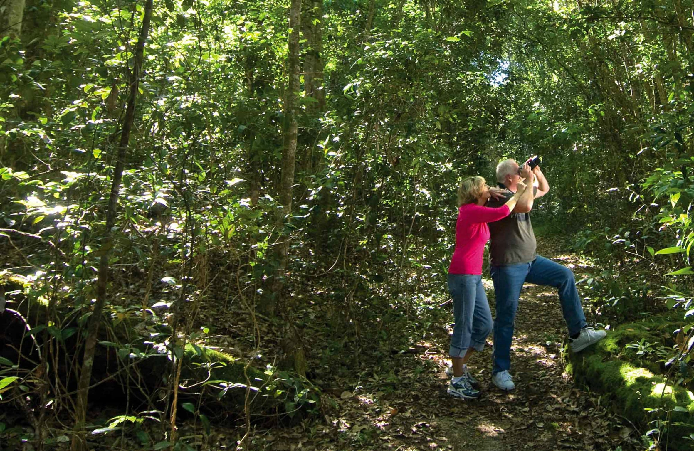 Iluka Rainforest Walking Track Logo and Images
