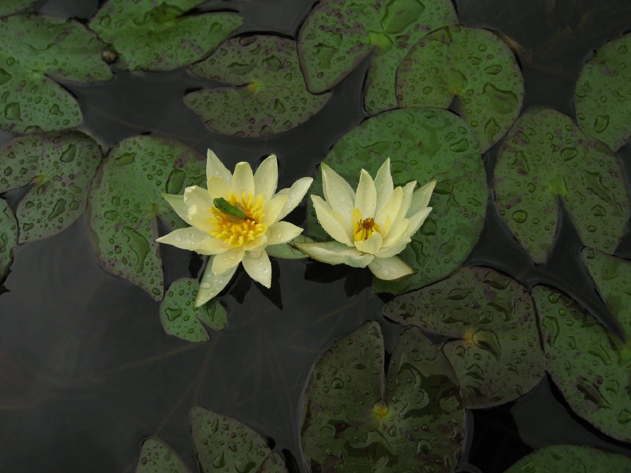 Wallis Creek Water Garden Logo and Images