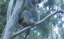 Barrington Tops Organic Retreat Logo and Images