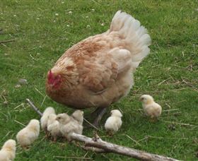 Eden Orchard and Farmstay Logo and Images