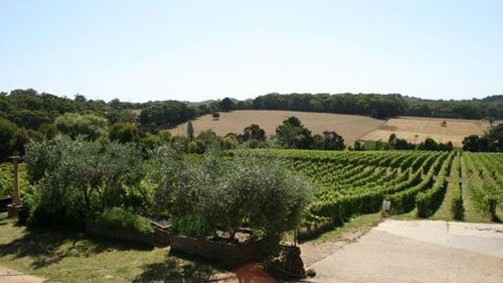 Morning Sun Vineyard Logo and Images