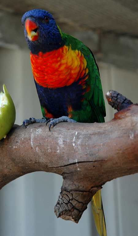 Bunbury Wildlife Park Logo and Images