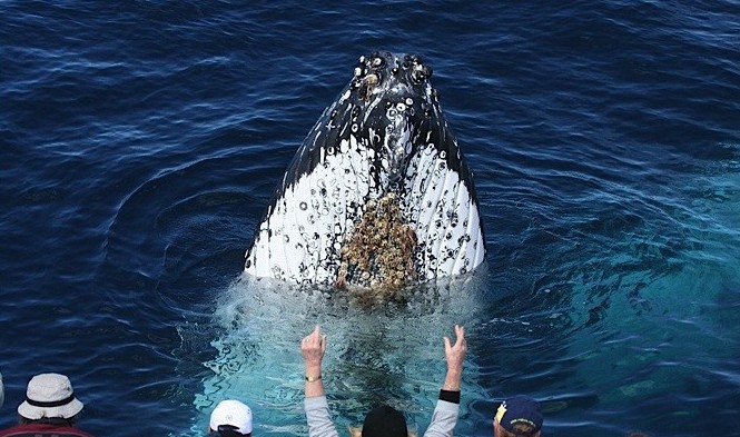 Spirit of Gold Coast Whale Watching Image