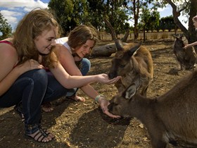 Kangaroo Island Wildlife Park Logo and Images