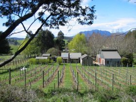 Wilmot Hills Vineyard Logo and Images