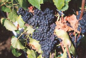 Darlington Vineyard Logo and Images