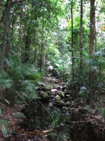 Mossman Gorge Rainforest Circuit Track, Daintree National Park Logo and Images