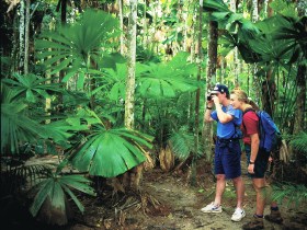 Mount Sorrow Ridge Trail, Daintree National Park Logo and Images