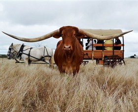 Texas Longhorn Wagon Tours and Safaris Logo and Images