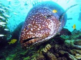 Lady Musgrave Island Dive Sites Image