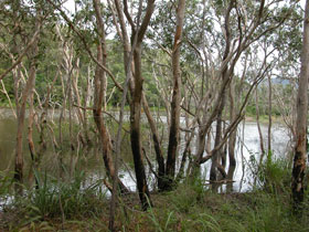 Mount Rooper Circuit and Swamp Bay Track Logo and Images