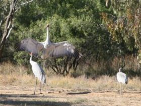 Bulloo River Walk Logo and Images