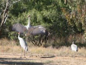 Bulloo River Walk Logo and Images