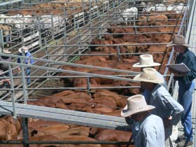 Dalrymple Sales Yards - Cattle Sales Logo and Images