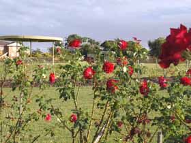 Elizabeth Park Rose Gardens Logo and Images