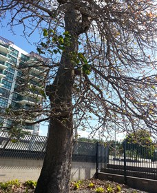 The Leichhardt Tree Logo and Images