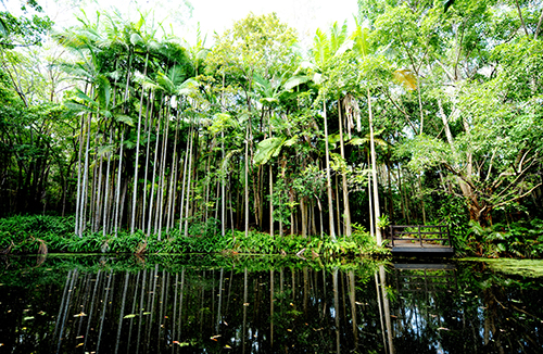 Tondoon Botanic Gardens Logo and Images