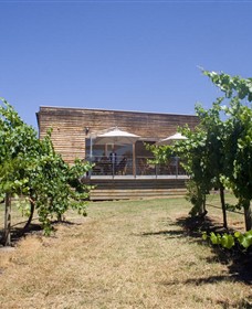 Shantell Vineyard Logo and Images
