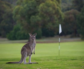 Anglesea Golf Club Logo and Images