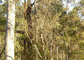 Warby-Ovens National Park Logo and Images
