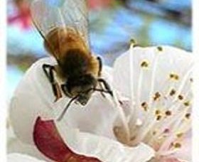 Clayridge Honey Logo and Images