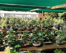 Bonsai at the Bay Logo and Images