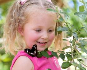 Coffs Harbour Butterfly House Logo and Images