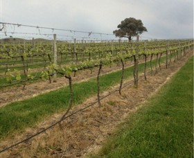 Indigo Vineyard Logo and Images
