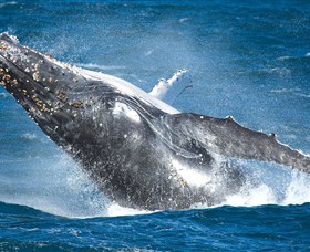 Sydney Whale Watching Logo and Images