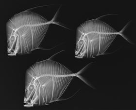 X-Ray Vision: Fish Inside Out Logo and Images