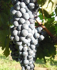 Wine Country Tours Logo and Images