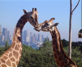 Planetdwellers - Gay and Lesbian Tours of Australia Logo and Images