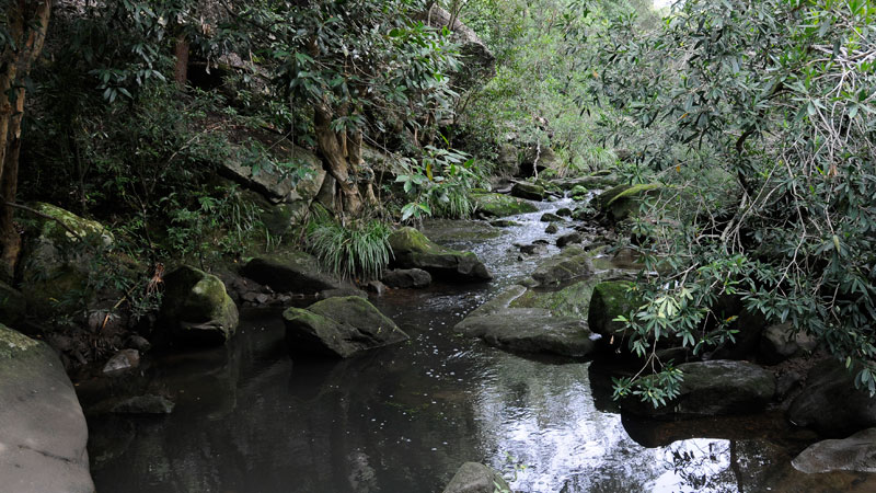 Lane Cove National Park Logo and Images
