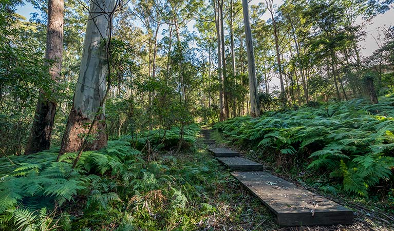 Browns Forest loop trail Logo and Images