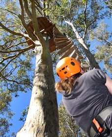 TreeTop Adventure Park Sydney Logo and Images