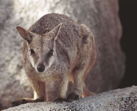 Arcadia at Magnetic Island Logo and Images